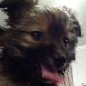 Meet your Posher, Edson